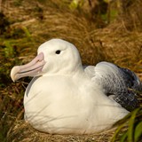 Royal Albatross