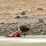 South Polar Skua eating Penguin