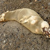 2000 years old mummified Seal on the dry Taylor Valley.