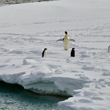 Adelie Penguin, Emperor Penguin.