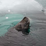 Crabeater, Fish Islands, Antarctica Peninsula