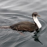 Antarctic Shag juvenile