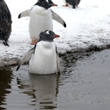 Gentoo Penguin